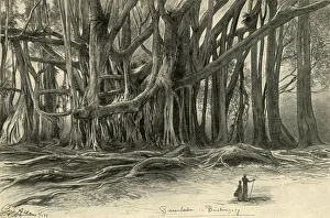 Christian Wilhelm Allers Art Drucke: Giant trees in Buitenzorg, Java, 1898. Creator: Christian Wilhelm Allers