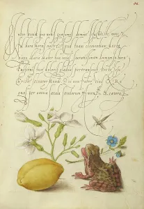 Antique Botanical Art Drucke: Gillyflower, Insect, Germander