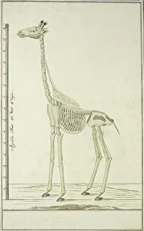 Robert Jacob Gordon Artwork Drucke: Giraffa camelopardalis (Giraffe), skeleton, 1779. Creator: Robert Jacob Gordon