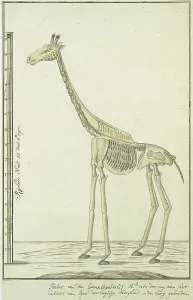 Robert Jacob Gordon Artwork Drucke: Giraffa camelopardalis (Giraffe), skeleton, 1779. Creator: Robert Jacob Gordon