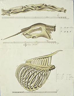 Robert Jacob Gordon Artwork Drucke: Giraffa camelopardalis (Giraffe), skeleton, 1779. Creator: Robert Jacob Gordon