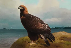 Nineteenth Century Ornithology Drucke: Golden Eagle, 1884. Creator: Ferdinand von Wright