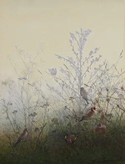 Stilleben Aquarell Kunstwerk Drucke: Kartäusvögel, 1864. Erfinder: Leon Bonvin