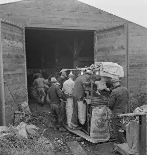 Potatoren bewerten und für den Versand vorbereiten ... zehn Meilen südlich von Merrill im oregonischen Bundesstaat USA , 1939. Schöpferin : Dorothea Lange