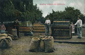 California Agriculture Drucke: Grading Walnuts in California, c1910s. Creator: Unknown