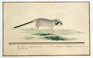 Gräbner von Graphiurus ocularis Spectakelmaus, 1777 - 1786 Erfinder : Robert Jacob Gordon