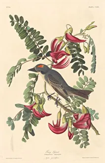 American Ornithology Illustrations Drucke: Gray Tyrant, 1833. Creator: Robert Havell