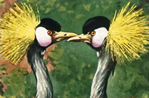 Cigarette Card Album Drucke: Grey crowned cranes, c1928. Creator: Unknown