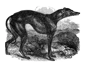 Antique Science Illustrations Drucke: Greyhound, 1848