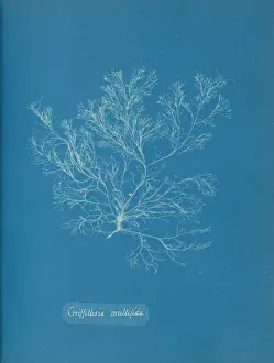 Anna Atkins Cyanotype Drucke: Griffithsia multifida, ca. 1853. Creator: Anna Atkins