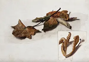 Autumn Leaves Close Up Drucke: A group of dead leaves, c19th century. Creator: Unknown