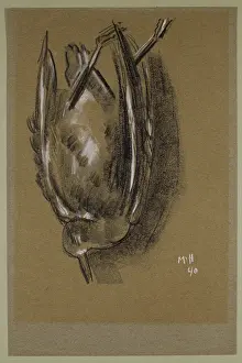 Gull, c1940. Künstler: Marsden Hartley.