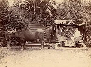Hack Madeira, 1880er Jahre. Künstler: Unbekannt.