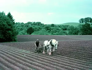 Shire Horse Drucke: Auf einer Farm in Worcestershire, c1955-1970. Künstler: Arthur Charles Kirby Ware