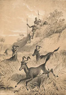 David Livingstone Expedition Drucke: The Hartebeest, c1880