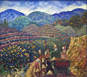 Die Ernte im chinesischen Sovkhoz Chakva