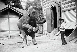 Black And White Elephant Photos Drucke: Hattie the elephant and Bill Snyder, between c1910 and c1915. Creator: Bain News Service