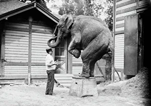 Heritage Animal Art Drucke: Hattie the elephant and Bill Snyder, between c1910 and c1915. Creator: Bain News Service