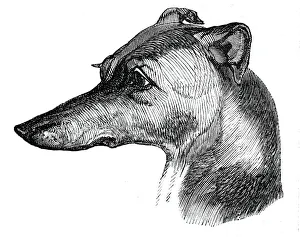 Kopf des Greyhounds, 1844. Künstler: Unbekannt.