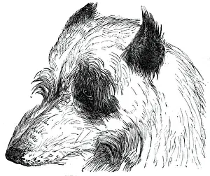 British Newspaper Prints Drucke: Head of the Wolf Dog, 1844. Creator: Unknown