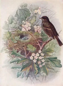 Bird Nesting Habits Drucke: Hedgesparrow - Accen tor modula ris, c1910, (1910). Artist: George James Rankin