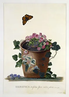 Buttercup Family Plants Drucke: Hepatica