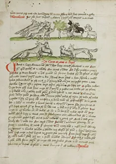 Medieval Religious Manuscripts Drucke: A Herd of Wolves Attacking a Flock of Rams; Fables