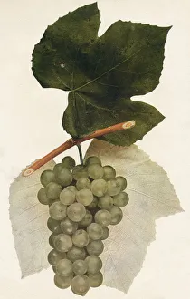 Nature Still Life Photos Drucke: Hidalgo, 1908