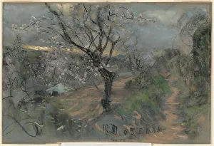 Cherry Tree Blooming Season Drucke: A Hillside Path with Blooming Cherry Trees under an Overcast Sky