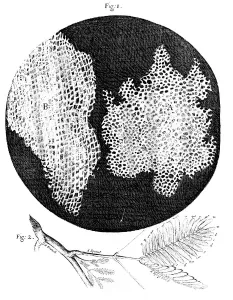 Oxford Science Archive Prints Drucke: Hookes observations of the cellular structure of cork and a sprig of Sensitive Plant, 1665