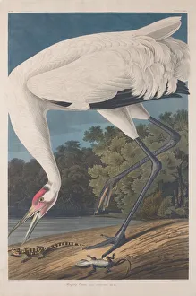 Röhrenkrane, 1834; Erfinder: Robert Havell