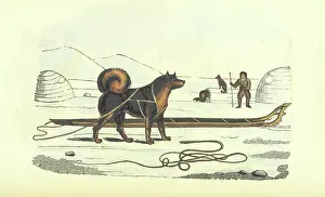 Husky and sledge, 1825. Creator: Unknown