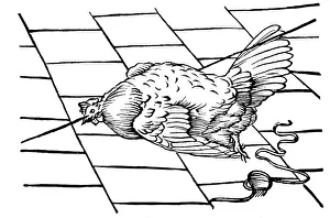 Woodcut Bird Images Drucke: Hypnosis, 1680