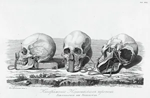 Illustration der Nukagiva-Schädel, 1813. Schöpfer unbekannt