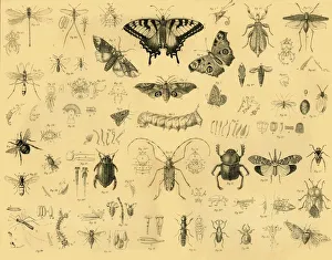 Käfer, 1910 - Ersteller unbekannt