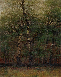 Heritage Oil On Canvas Drucke: Inside of Birch Forest, 1900-1910. Creator: Ladislav Mednyanszky