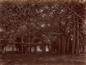 Innenansicht des Bananenbaums, Kalkutta, 1860er/1870er Jahre. Ersteller unbekannt