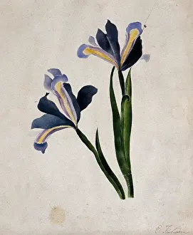Zwei Irisblumen, um 1900. Künstler: E Finlaison.