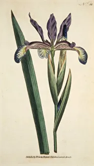 Blue Iris Flower Drucke: Iris Spuria (Spurios Iris), pub. 1790 (hand coloured engraving). Creator: English School