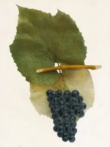 Vintage Fruit Photography Drucke: Ironclad, 1908