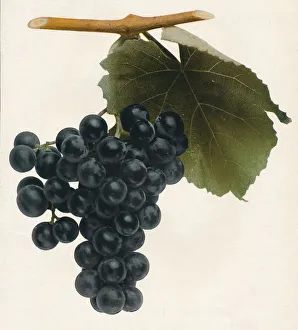 Fruit Plant Photography Drucke: Isabella, 1908