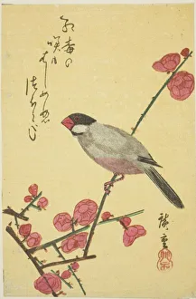 Japanvogel auf Apfelzweig aus den 1830er Jahren von Ando Hiroshige