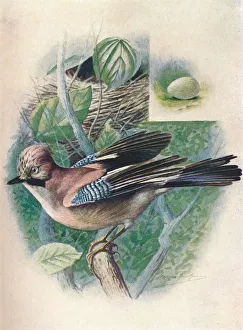 Ornithology Study Drucke: Jay- Gar rulus glanda rius, c1910, (1910). Artist: George James Rankin