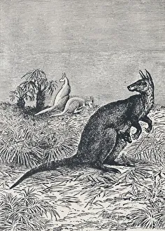 British Empire Images Drucke: Kangaroo, 1924