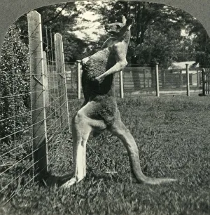 Keystone View Company Prints Drucke: The Kangaroo, Native Only to Australia, Melbourne, Victoria, c1930s. Creator: Unknown