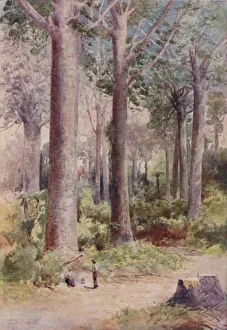 North Island Scenic Views Drucke: A Kauri Forest, 1923. Creator: Unknown