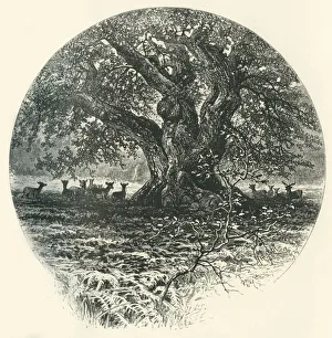 Cassell Petter Galpin Engravings Drucke: The King of the Border. c1870