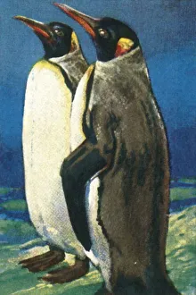 Königspinguine, um 1928. Ersteller: Unbekannt.