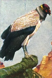 Vintage Bird Images Drucke: King vulture, c1928. Creator: Unknown