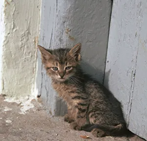 Katzen in Herakleion